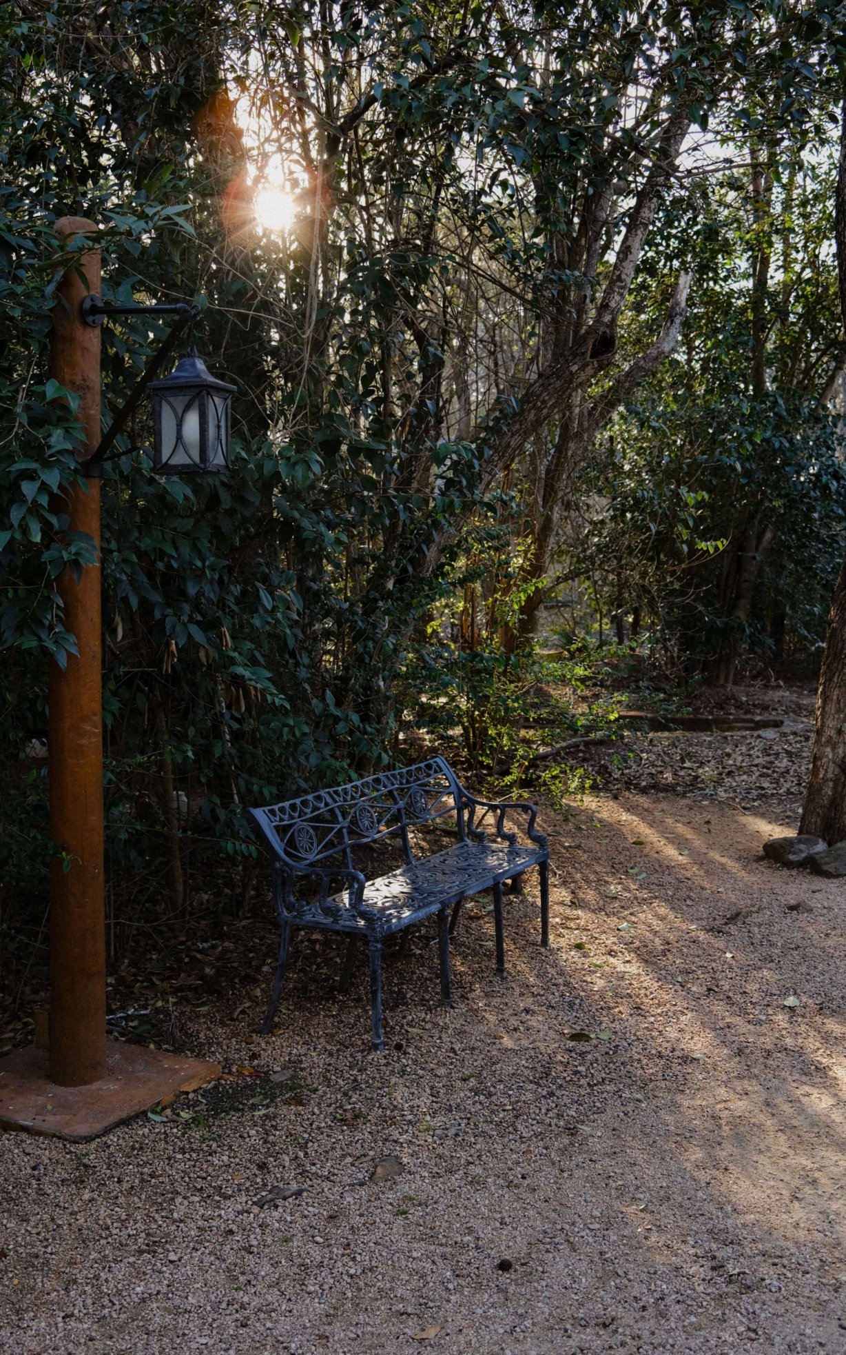 A bench outside the library with trees behind it. A lamp post is to the right and the sun is shining through the limbs of the trees.